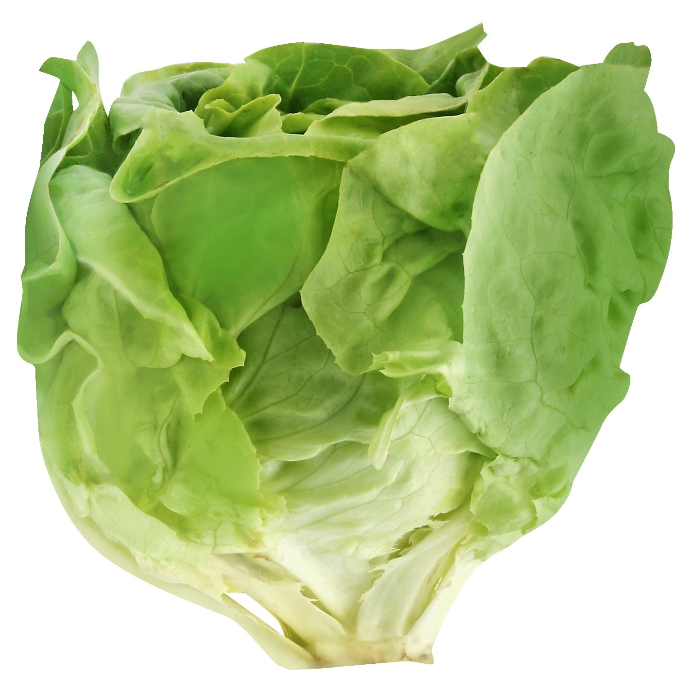 Organic Butter Lettuce