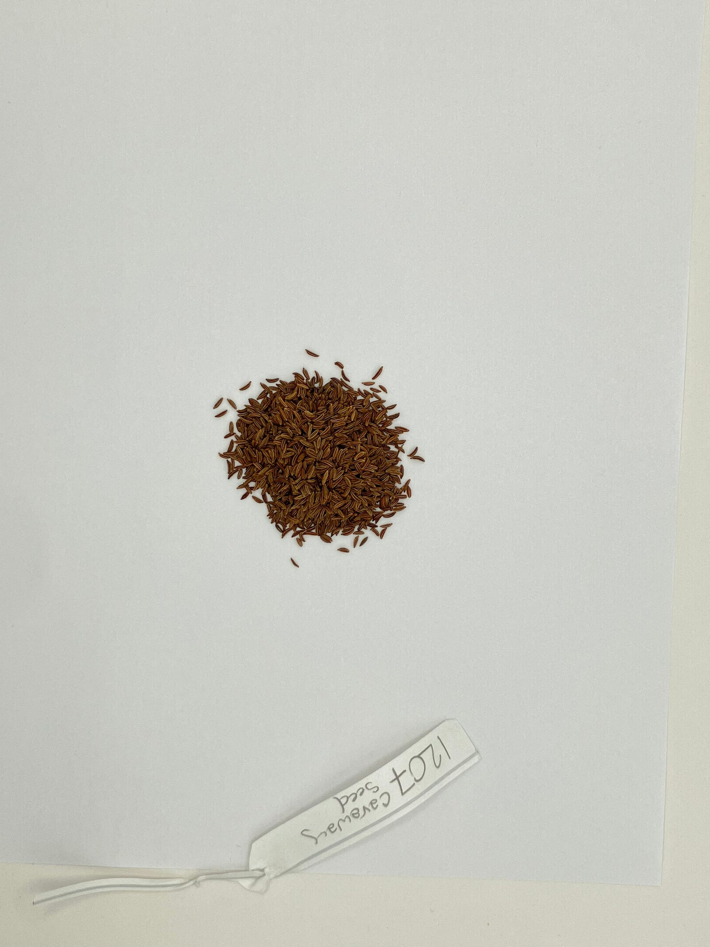 Whole Caraway Seed