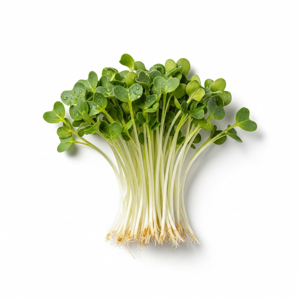 Daikon Sprouts