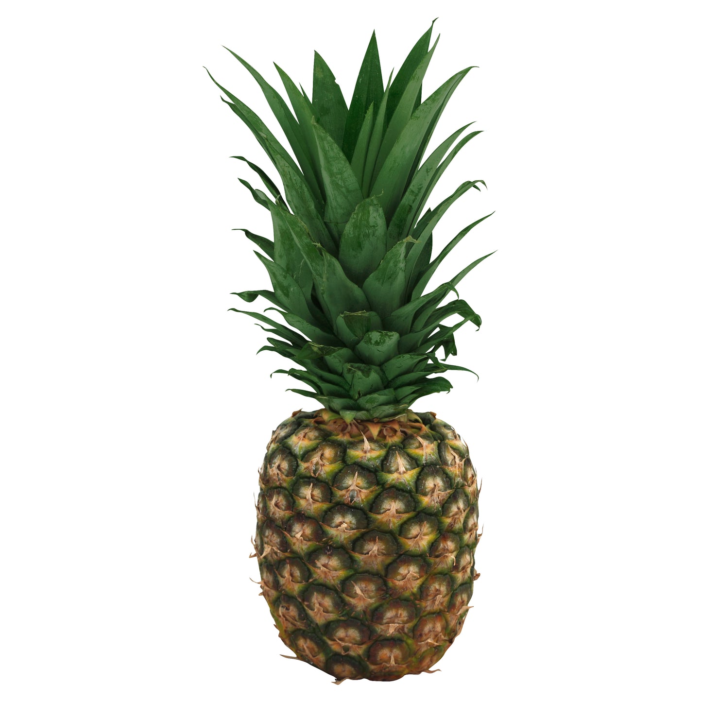Pineapple - Large