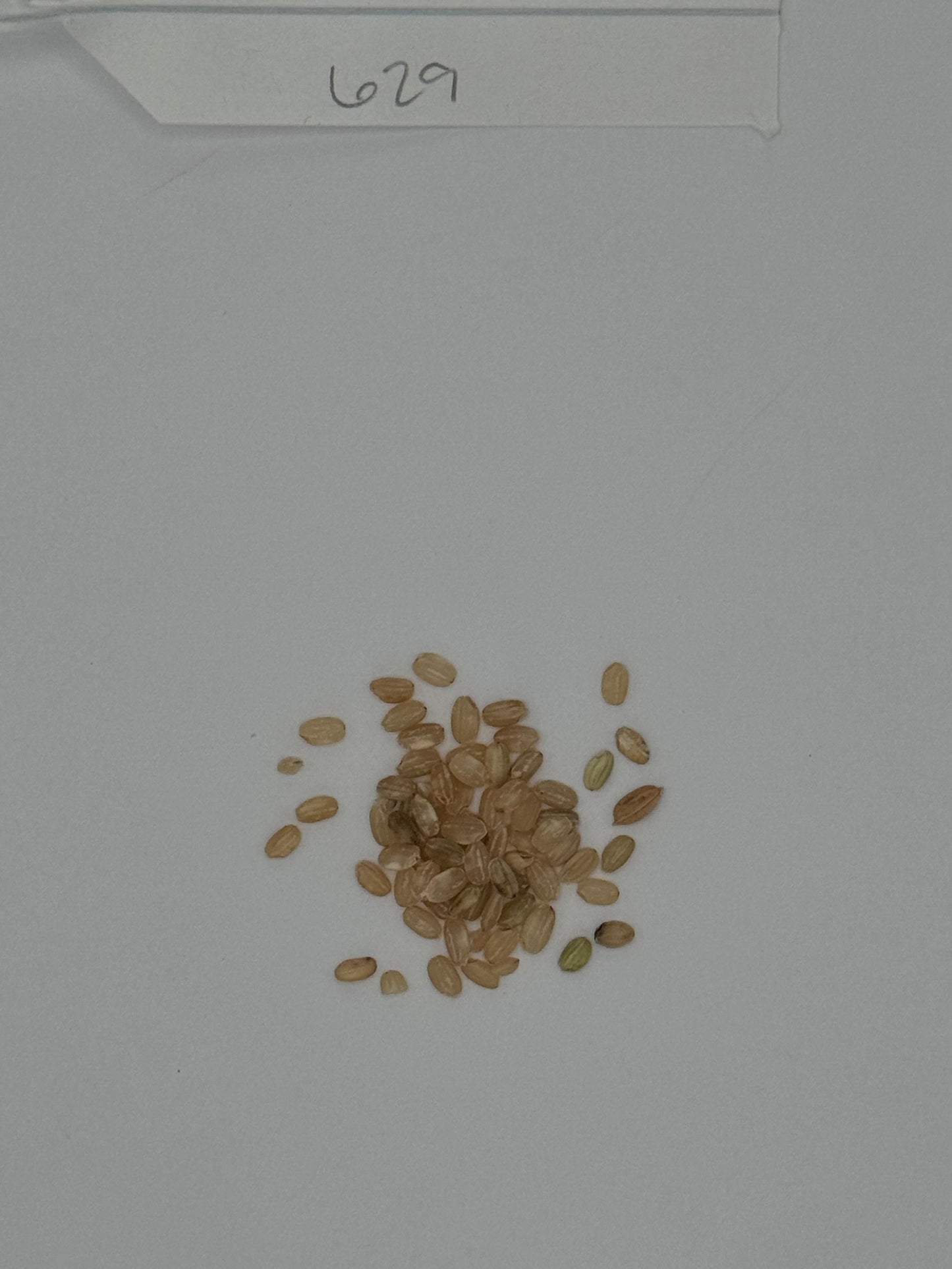 Organic Short Brown Rice