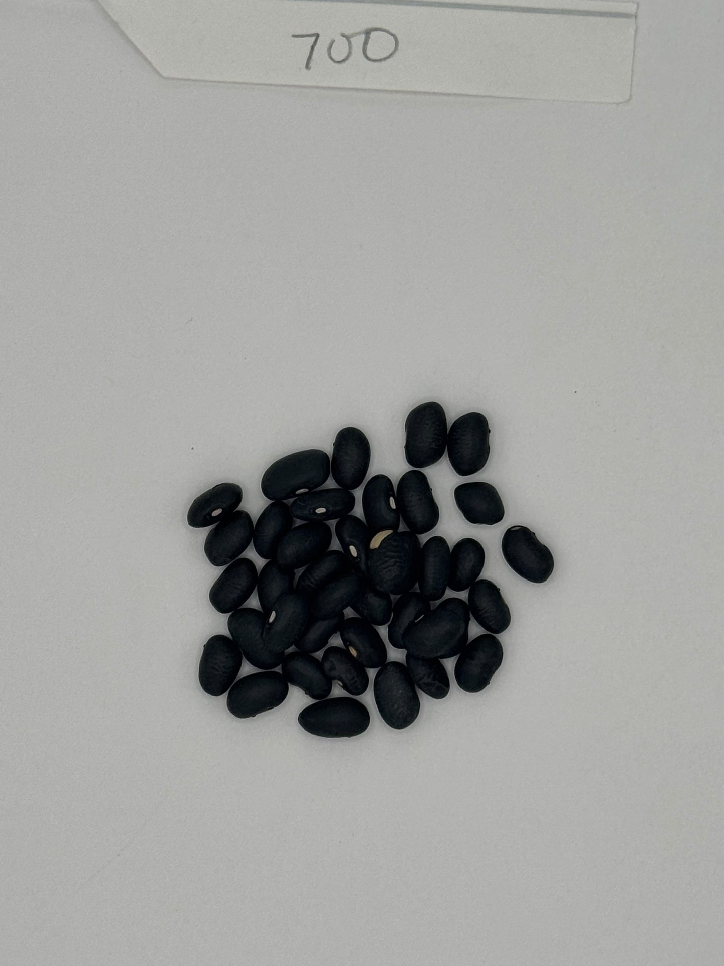 OG Black Turtle Beans