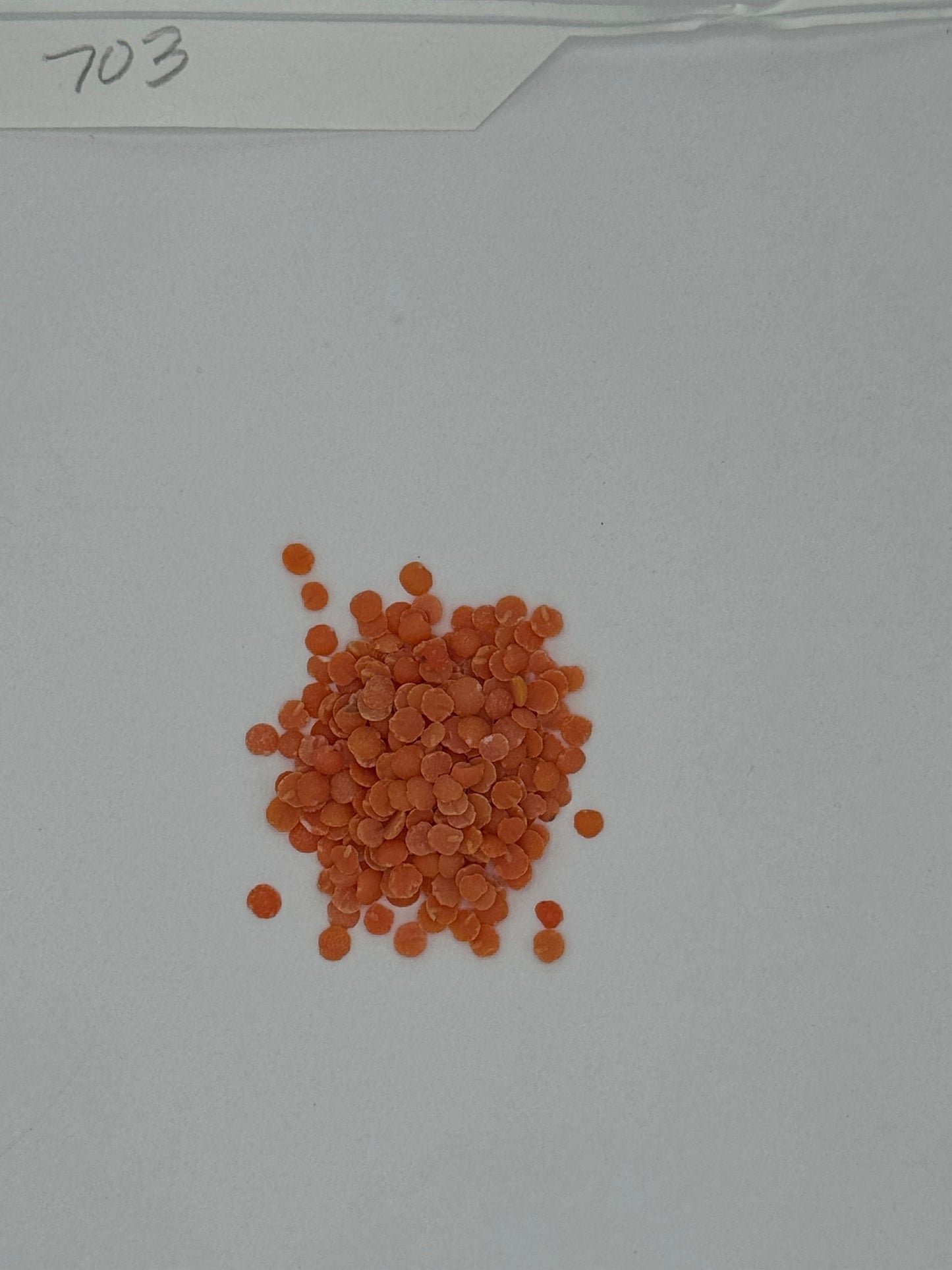 OG Red Lentils