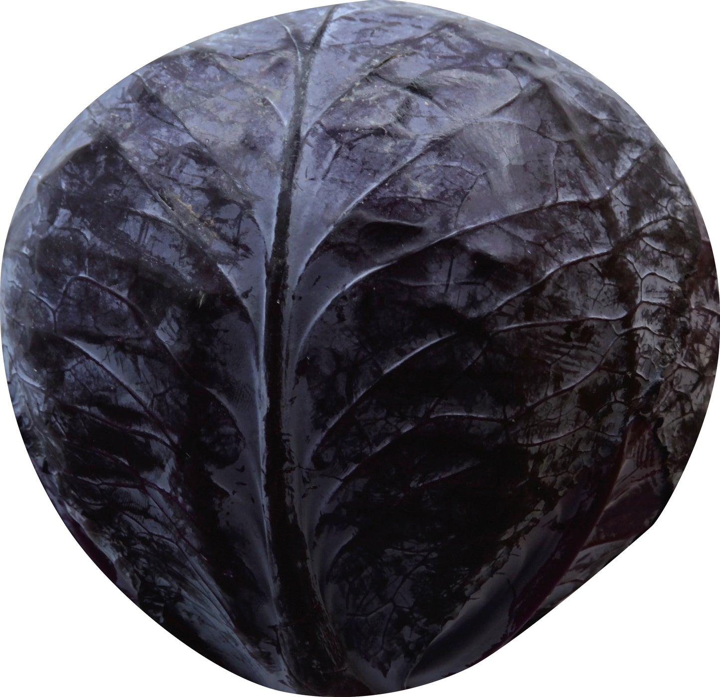 Red Cabbage