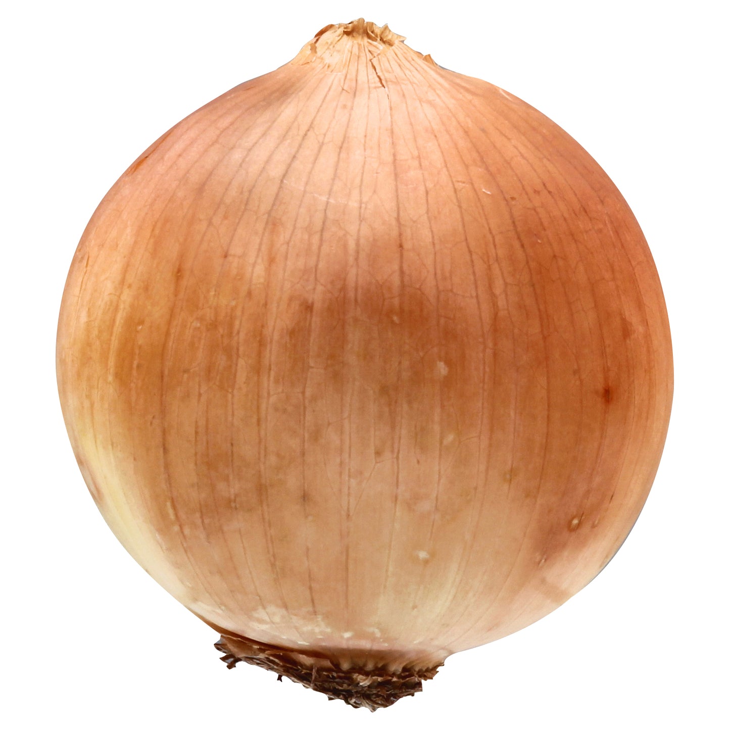 Yellow/Brown Onion - Large