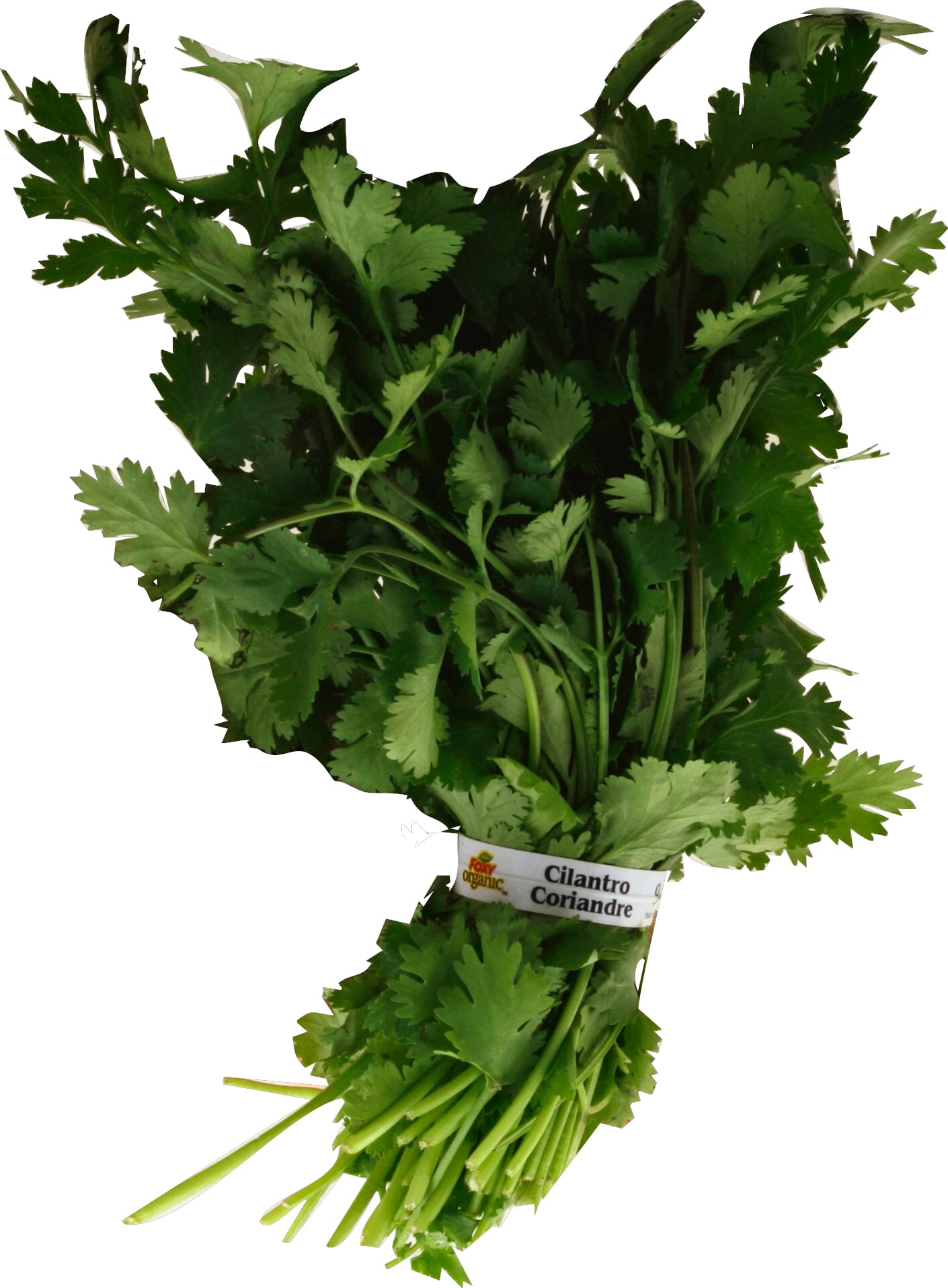 Microgreens Cilantro