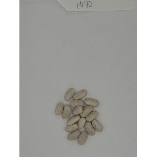 Organic Cannellini Beans