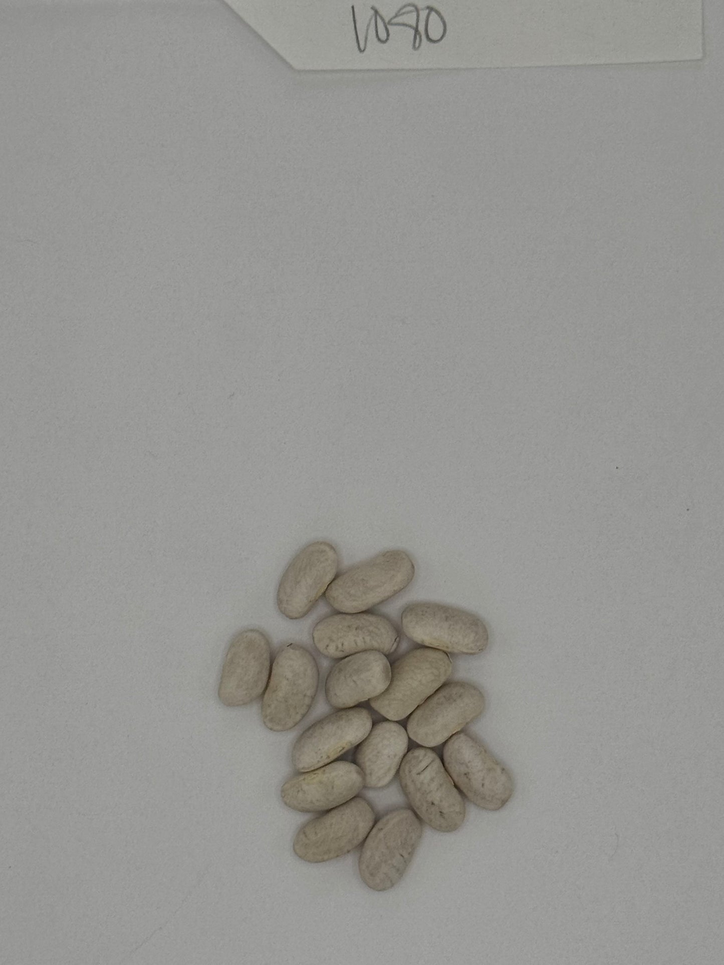 Organic Cannellini Beans