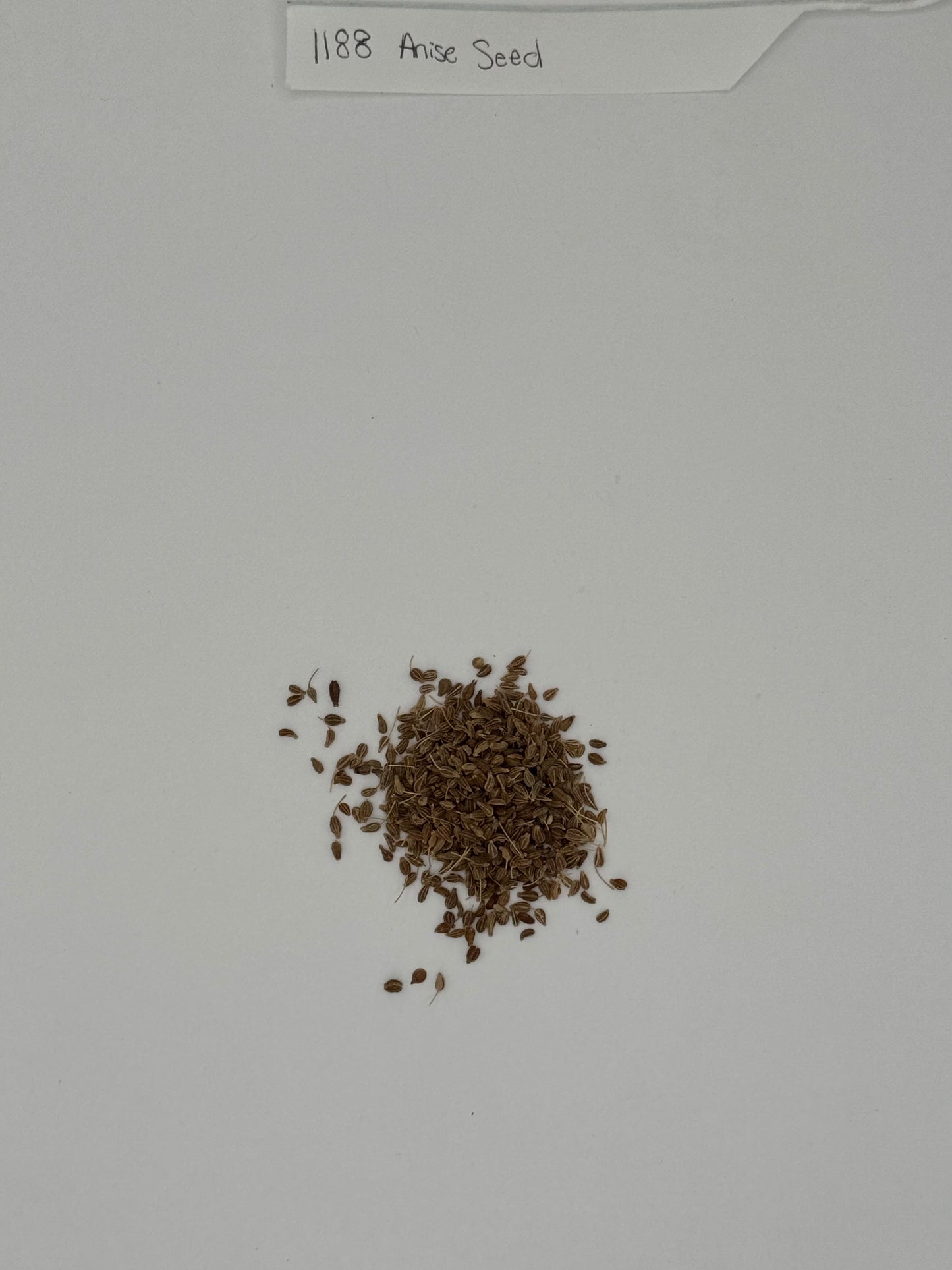 Anise Seed