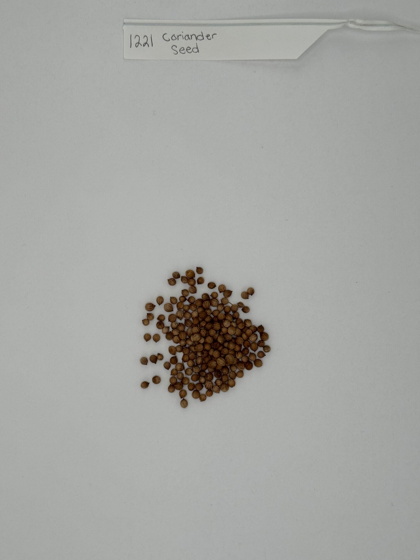 Organic Coriander Seed