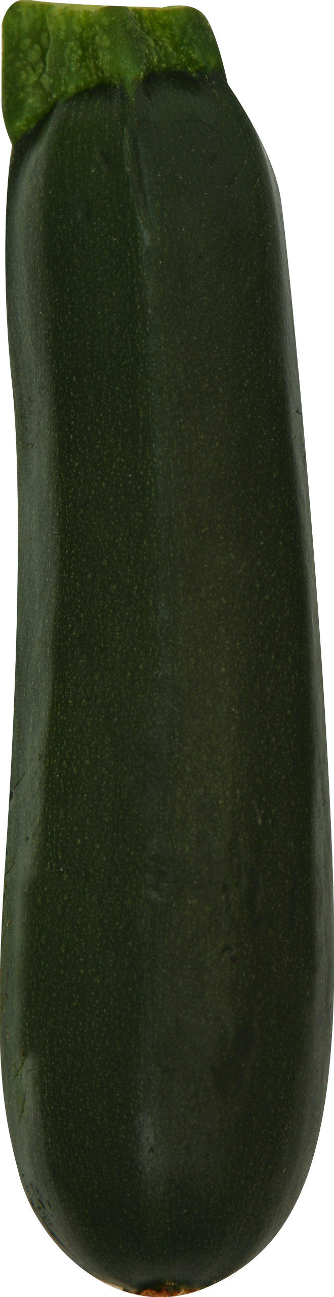 Zucchini