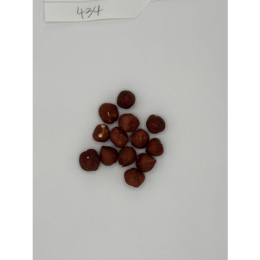 Organic Filberts Hazelnuts