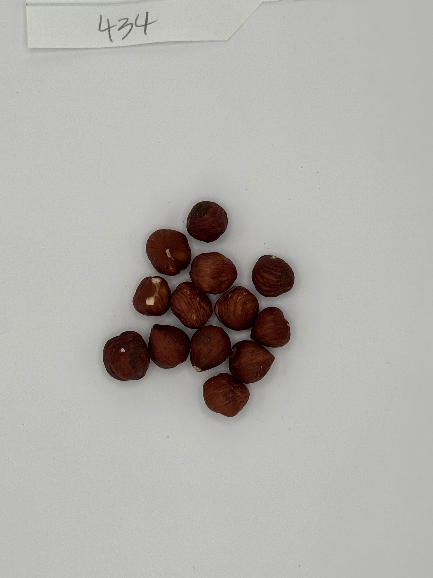 Organic Filberts Hazelnuts