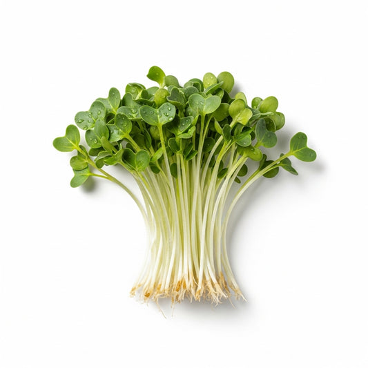 Daikon Sprouts