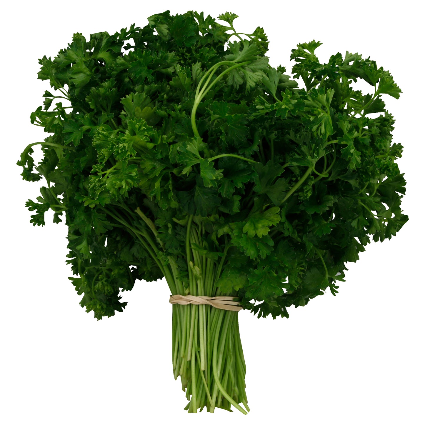 Parsley (Regular/Curly)