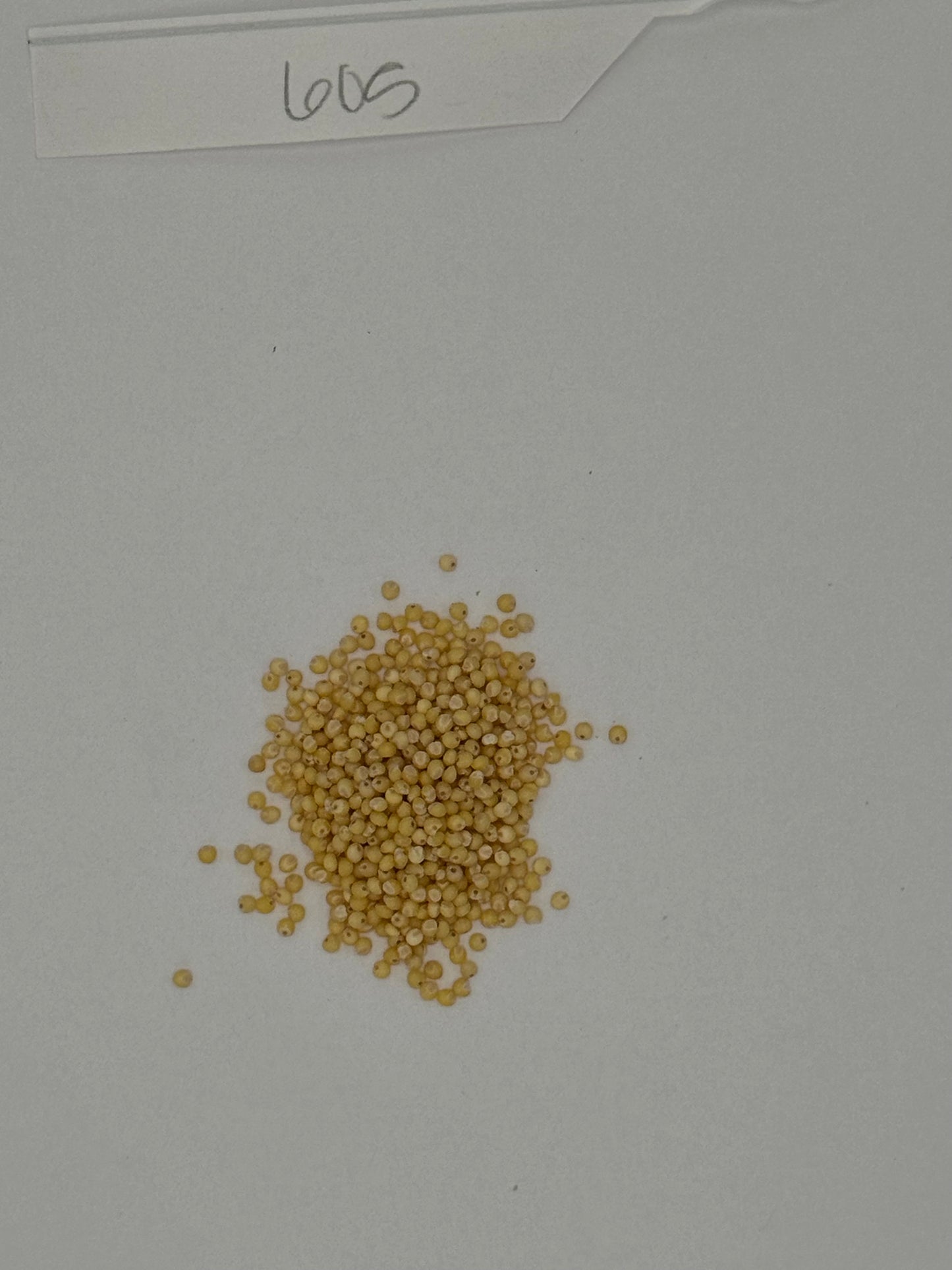 ORGANIC HULLED MILLET