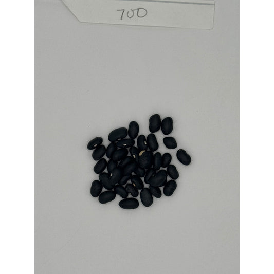 OG Black Turtle Beans