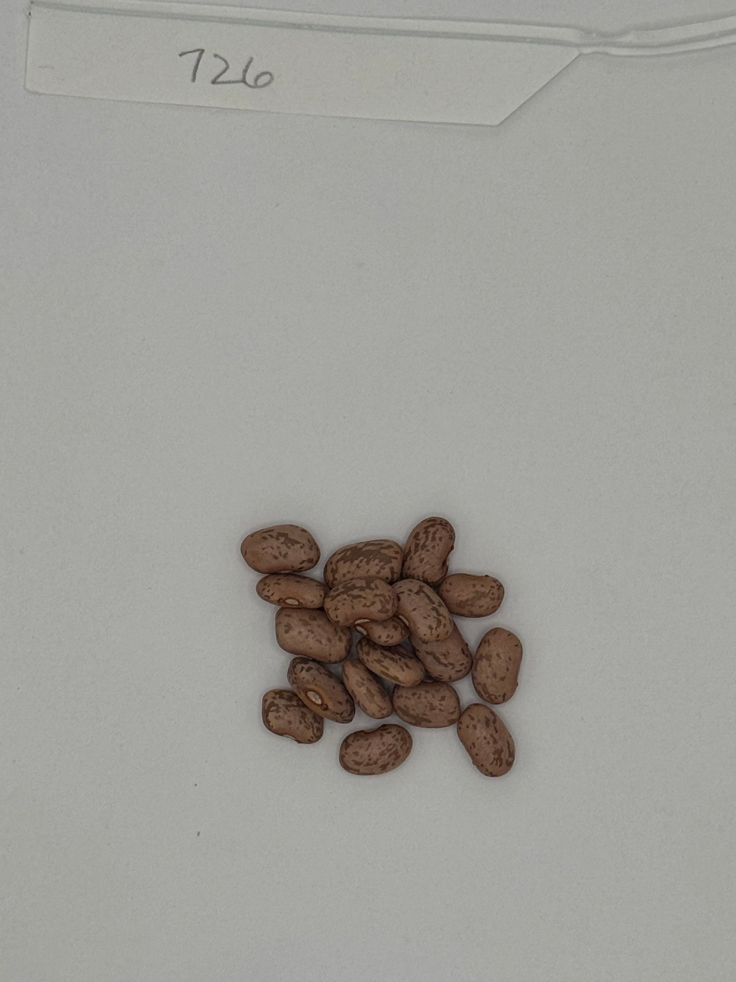 OG Pinto Beans