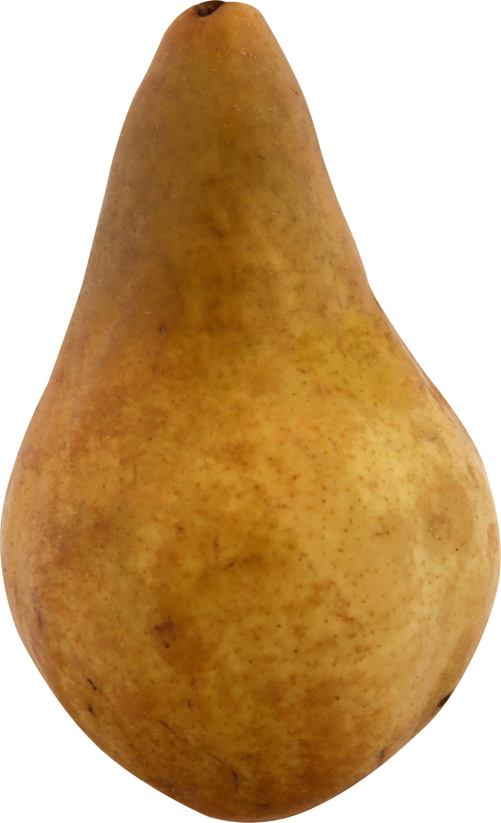 Bosc Pear