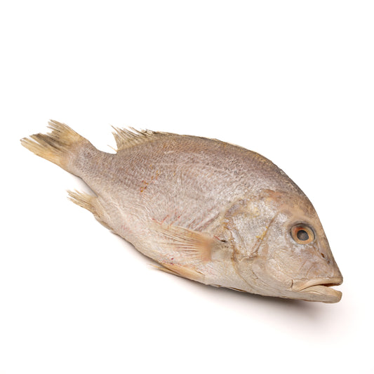 Red Snapper