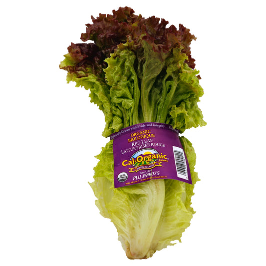 Red Lettuce