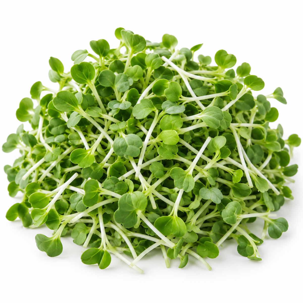 Broccoli Microgreens