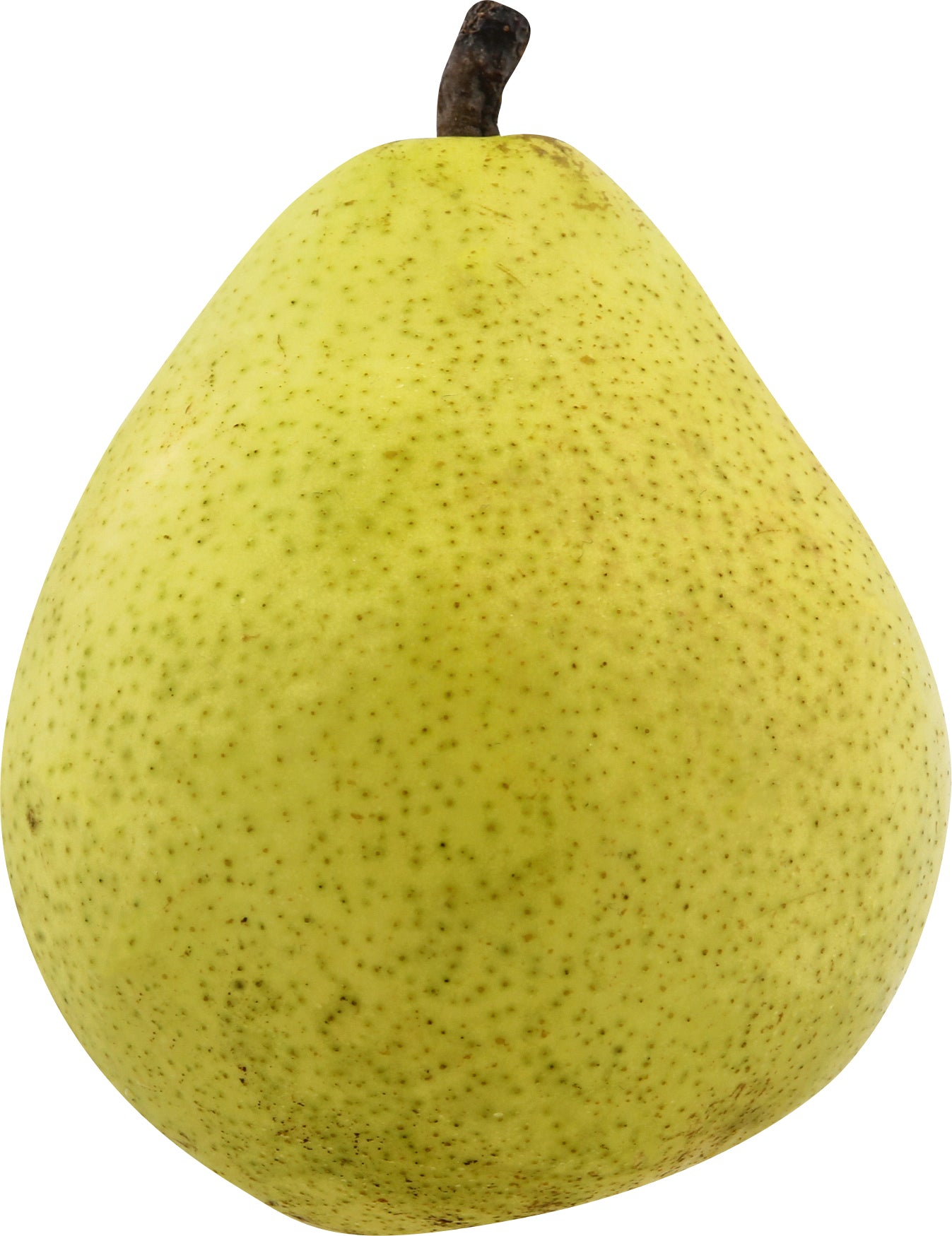 Anjou Pear - Large