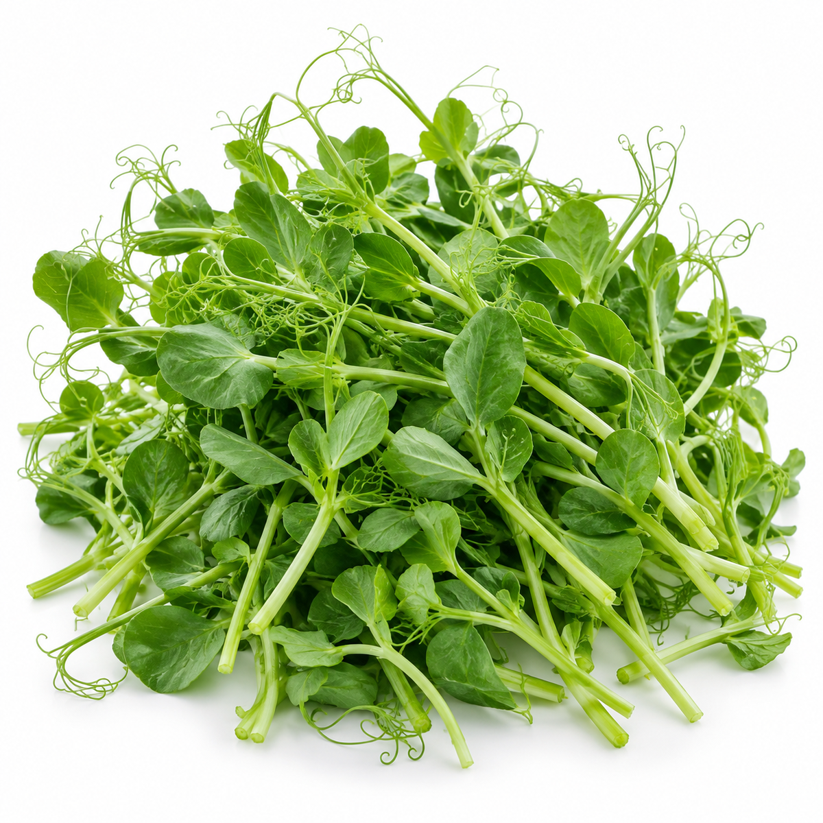 Pea Shoot Microgreens