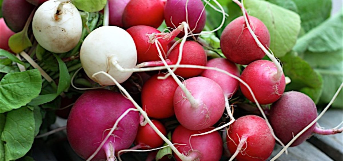 How to Use Radishes in purple red and white